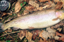 Trout in Montgomery County