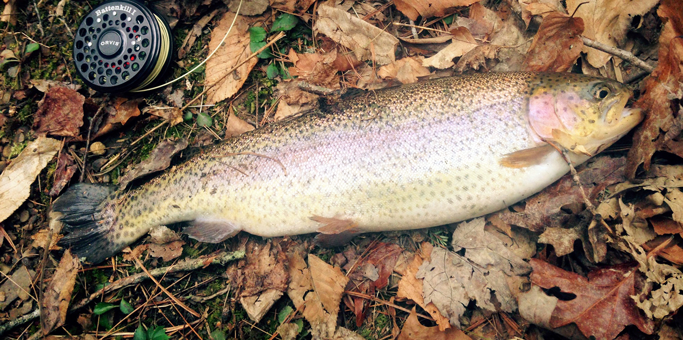 Trout in Montgomery County