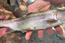 Catch in Piney River in Nelson County Va