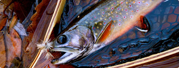 speckled trout in Waynesboro