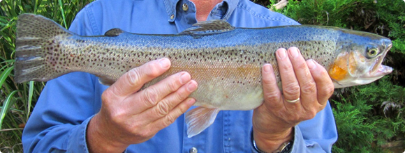 Trout caught in Craig County